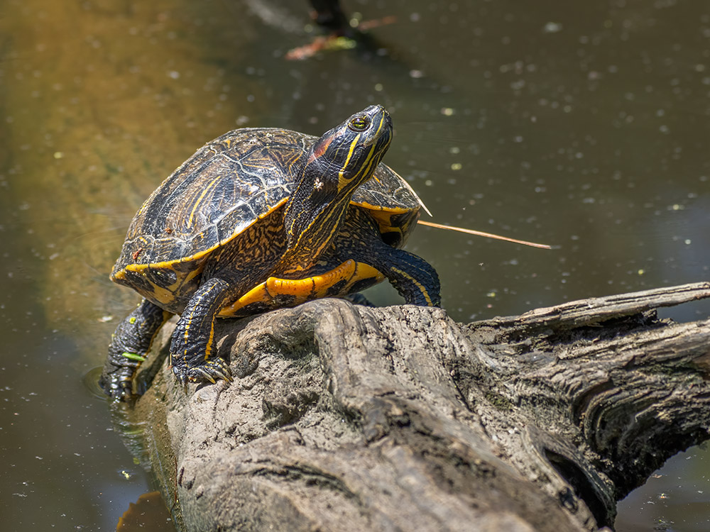 turtle on a log in river