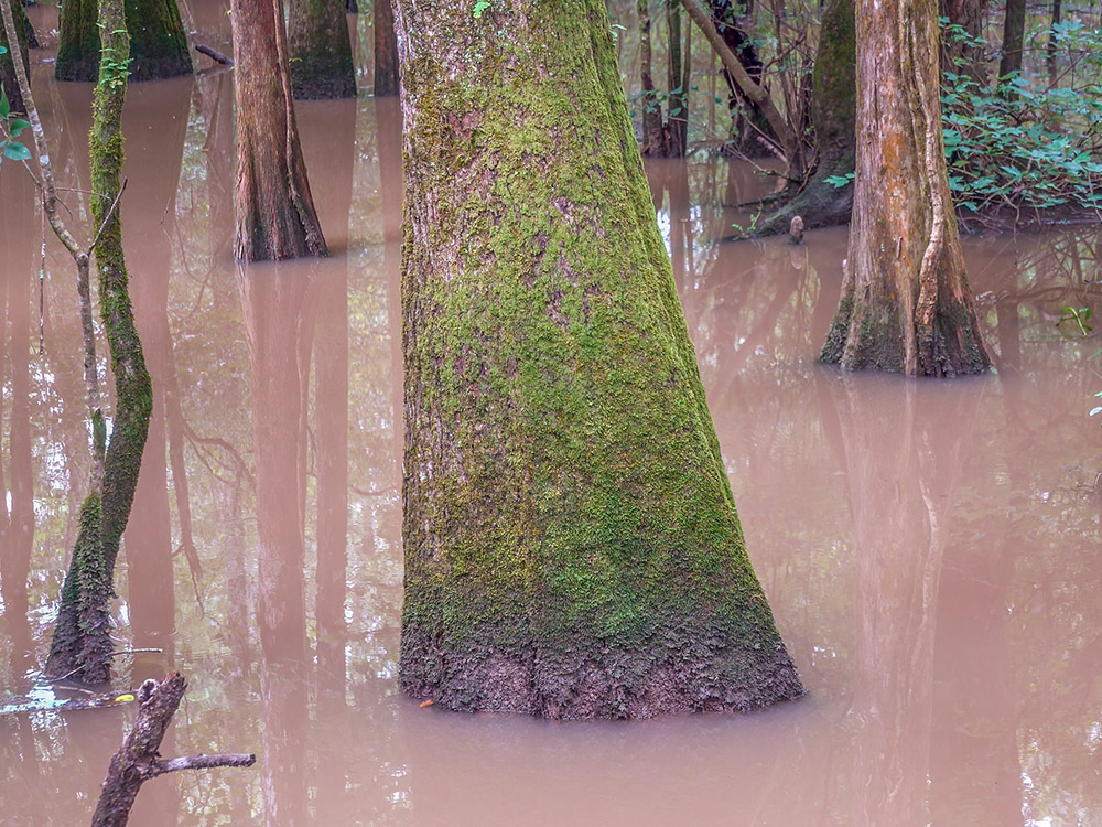 trunk of large tupelo tree growing in river swamp