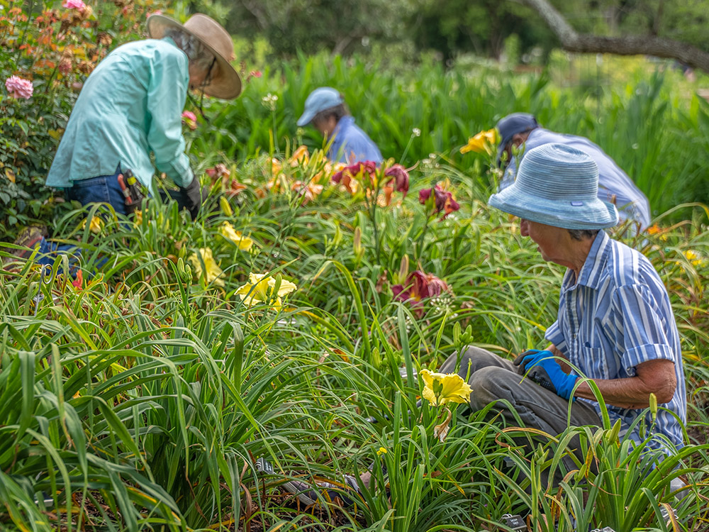 women wearing hats work in garden of day lilies