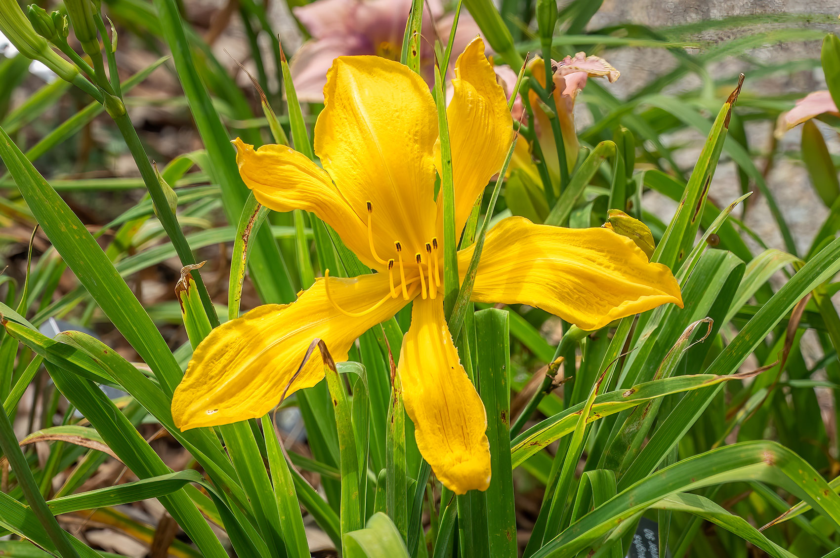 yellow iris in garden