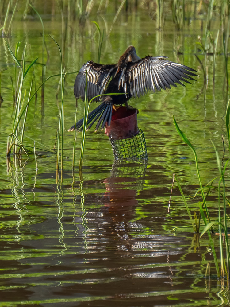 anhinga bird standing on crawfish trap in grassy pond