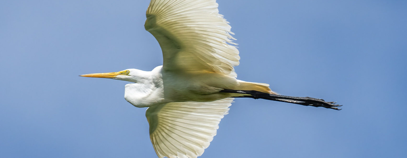 white egret in flight blue sky over Cazan Lake