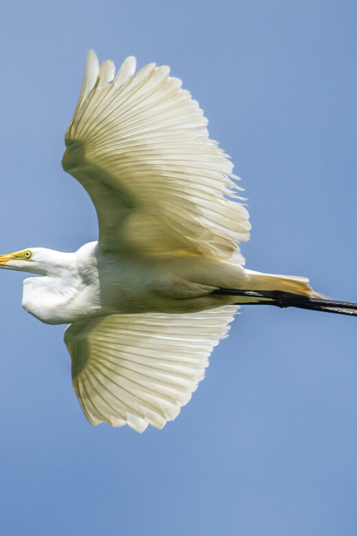 white egret in flight blue sky over Cazan Lake