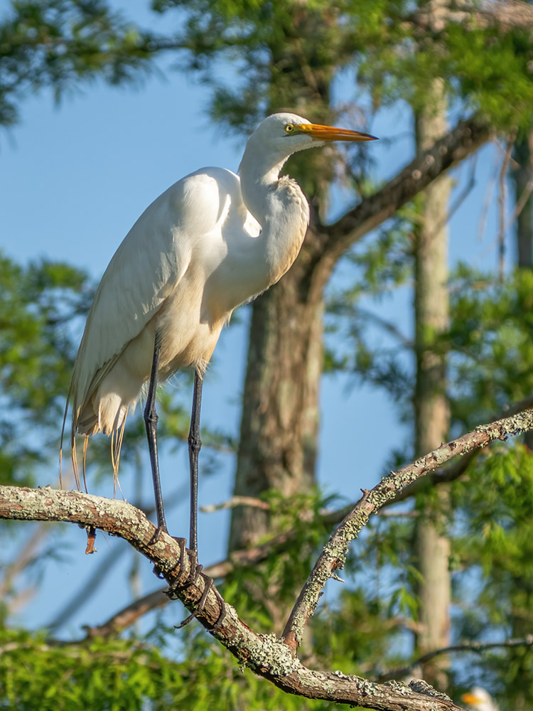 adult great white egret standing on tree branch