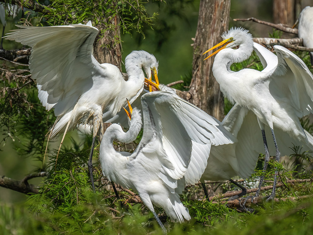 white egrets compete for food on nest