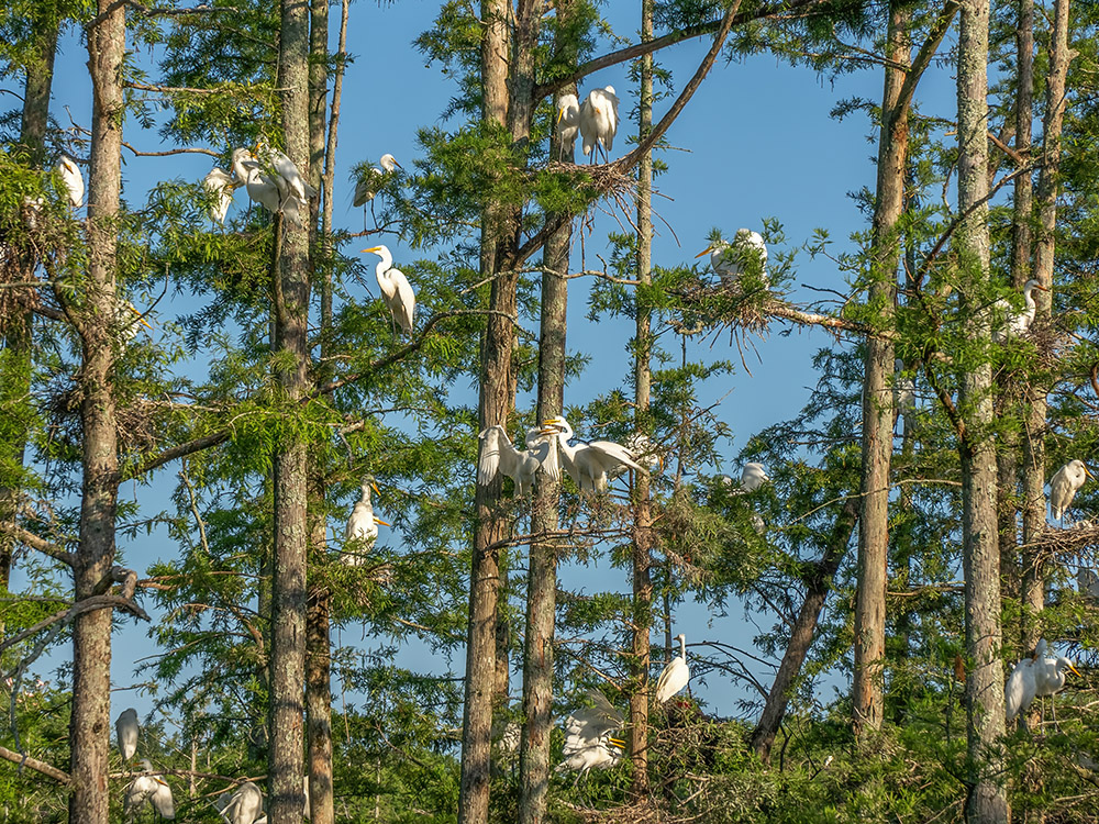 white egrets and pink roseate spoonbills on nests in rookery at Cazan Lake