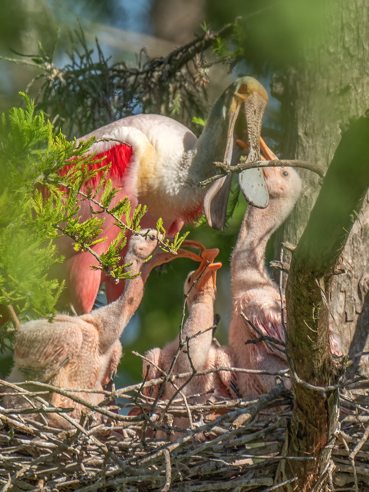 pink roseate spoonbill feeding three chicks on nest at Cazan Lake