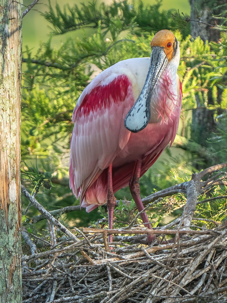 pink roseate spoonbill standing on nest in tree