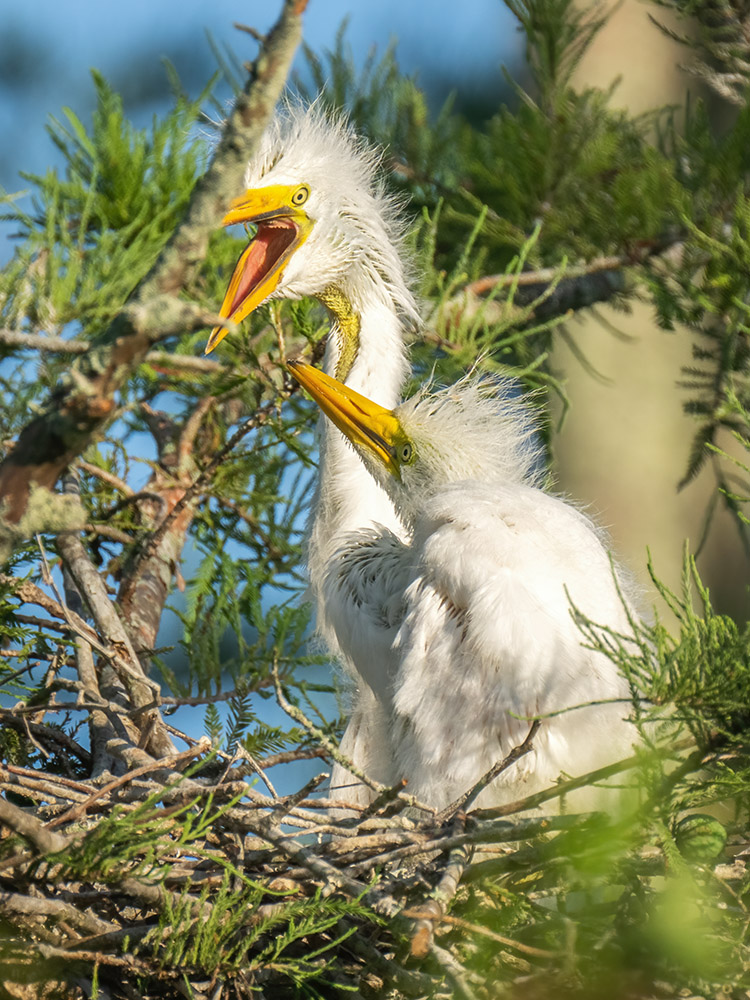 young white egret chicks on nest in tree