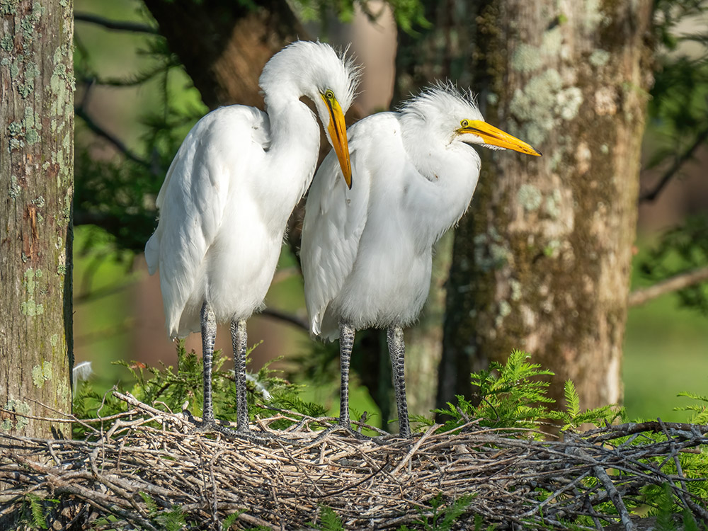 two small white egret chicks on nest at Cazan Lake