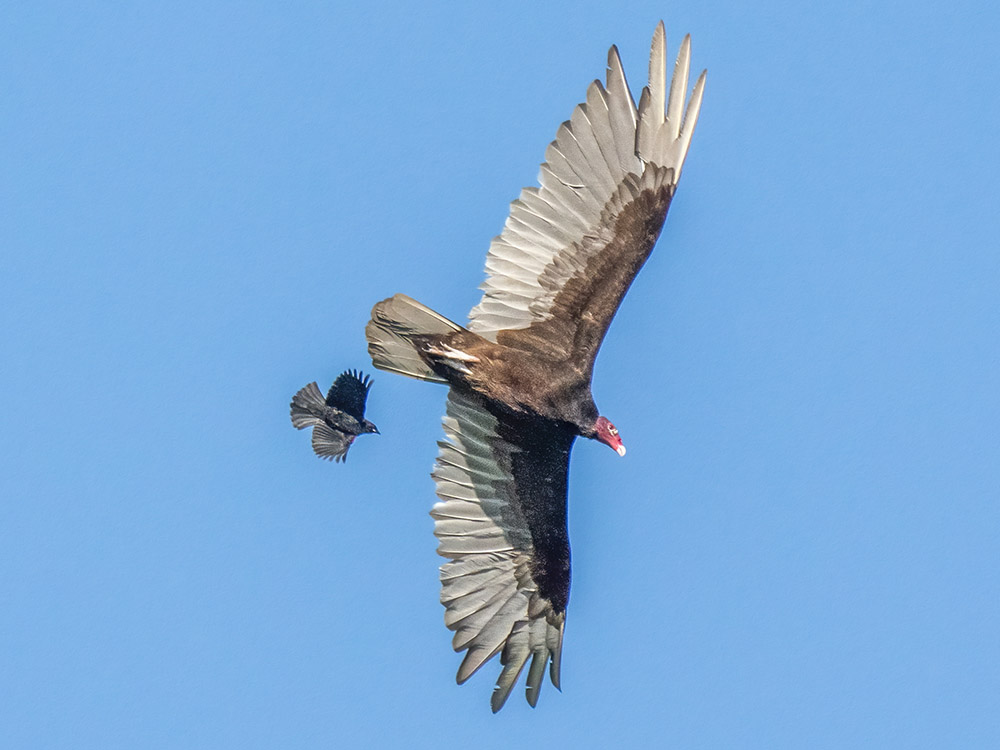 large buzzard with red head and smaller bird flying