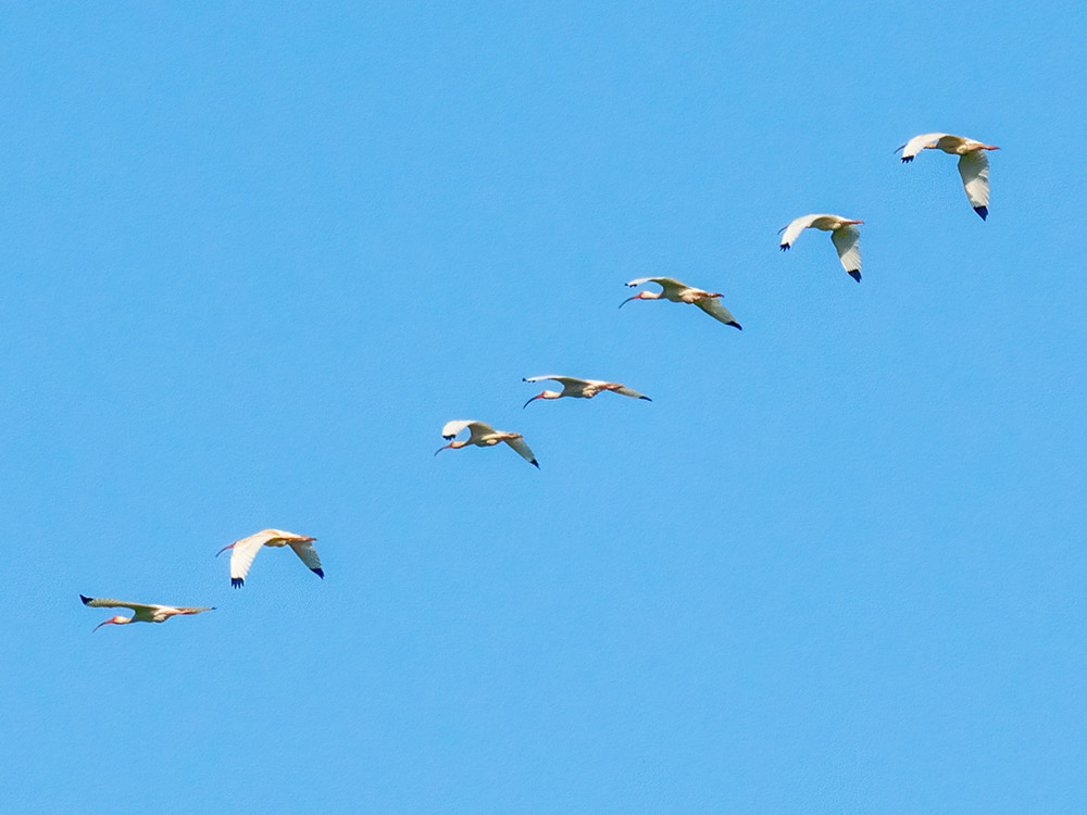 flock of wood storks flying overhead