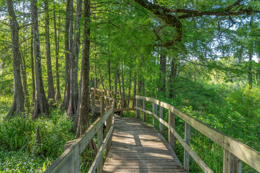 wooden boardwalk with railing through cypress trees in swamp