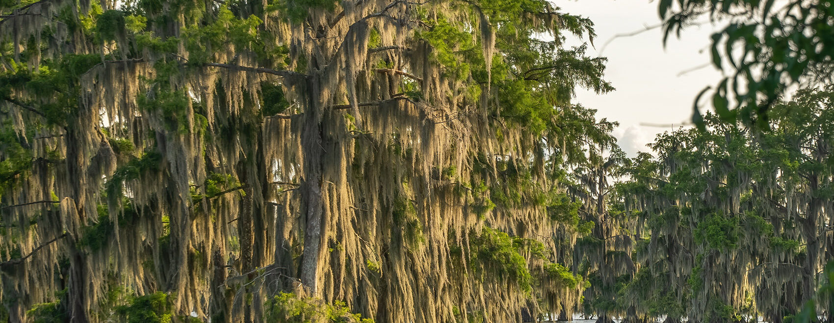 Lake_Martin_The_Nature_Conservancy_Cypress_Trees_and moss