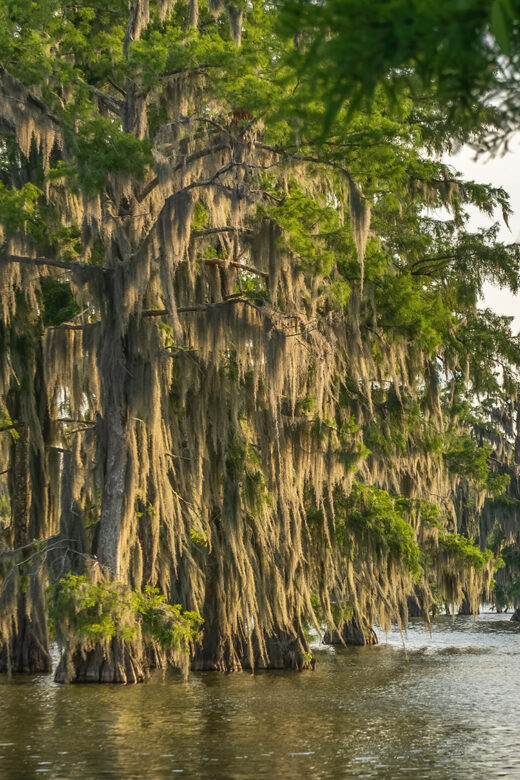 Lake_Martin_The_Nature_Conservancy_Cypress_Trees_and moss