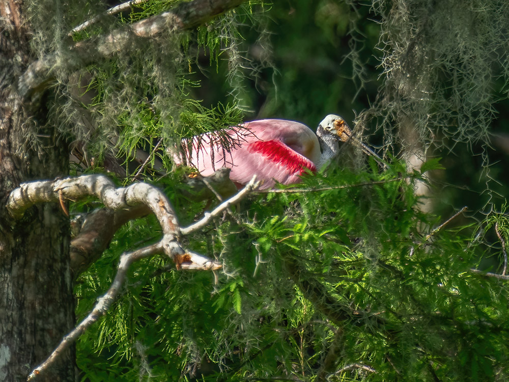 pink roseat spoonbitt on nest in cypress tree at Lake Martin and The Nature Conservancy