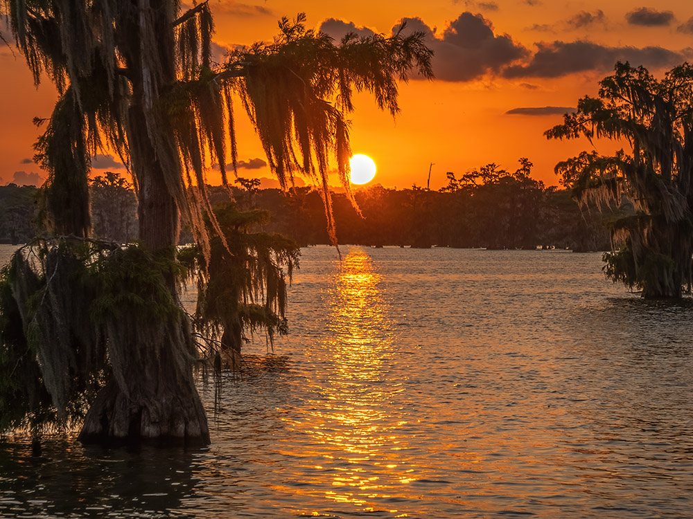 sunset with moss covered cypress tree over lake martin