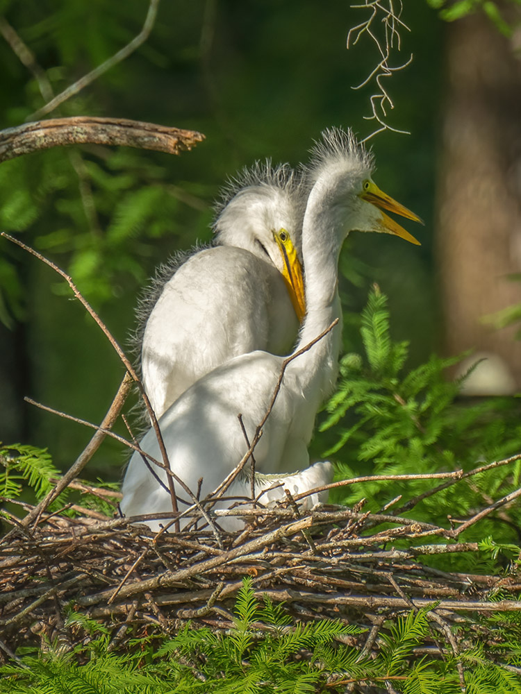 two young white egret chicks on nest in cypress tree