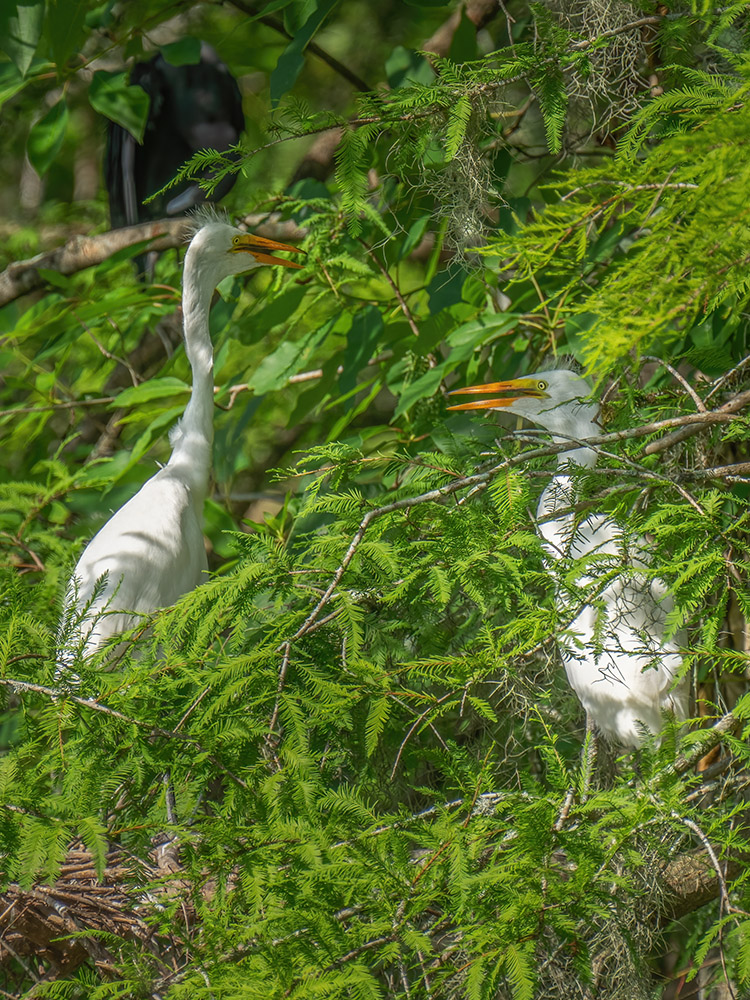 two great white egrets in cypress tree