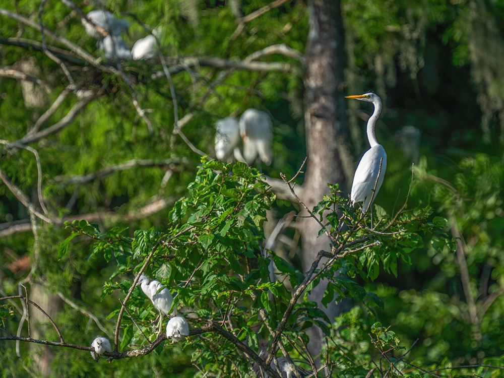 Egrets on nests in trees at The Nature Conservancy Lake Martin