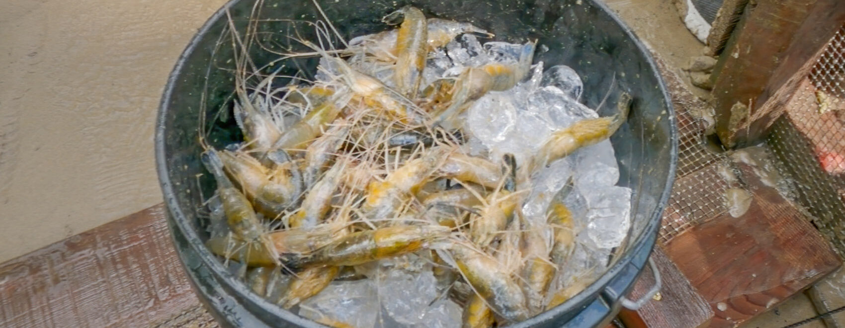 fresh river shrimp on ice in bucket