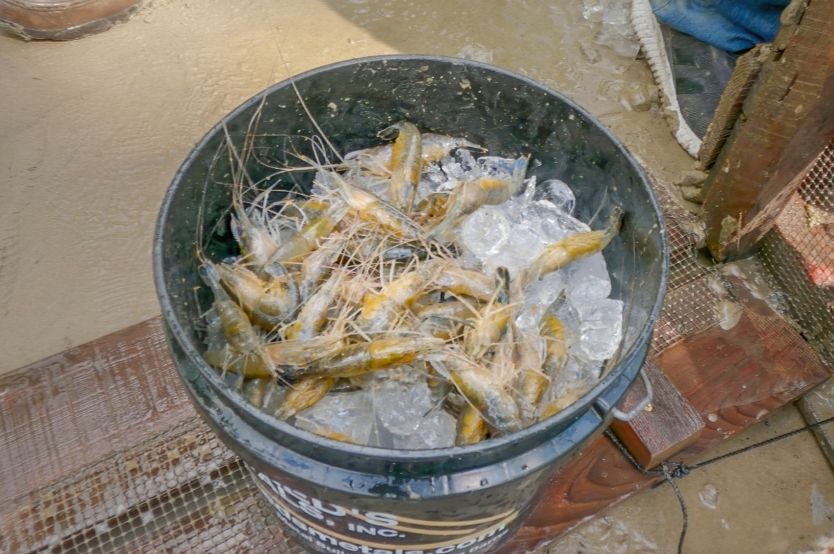 fresh river shrimp on ice in bucket