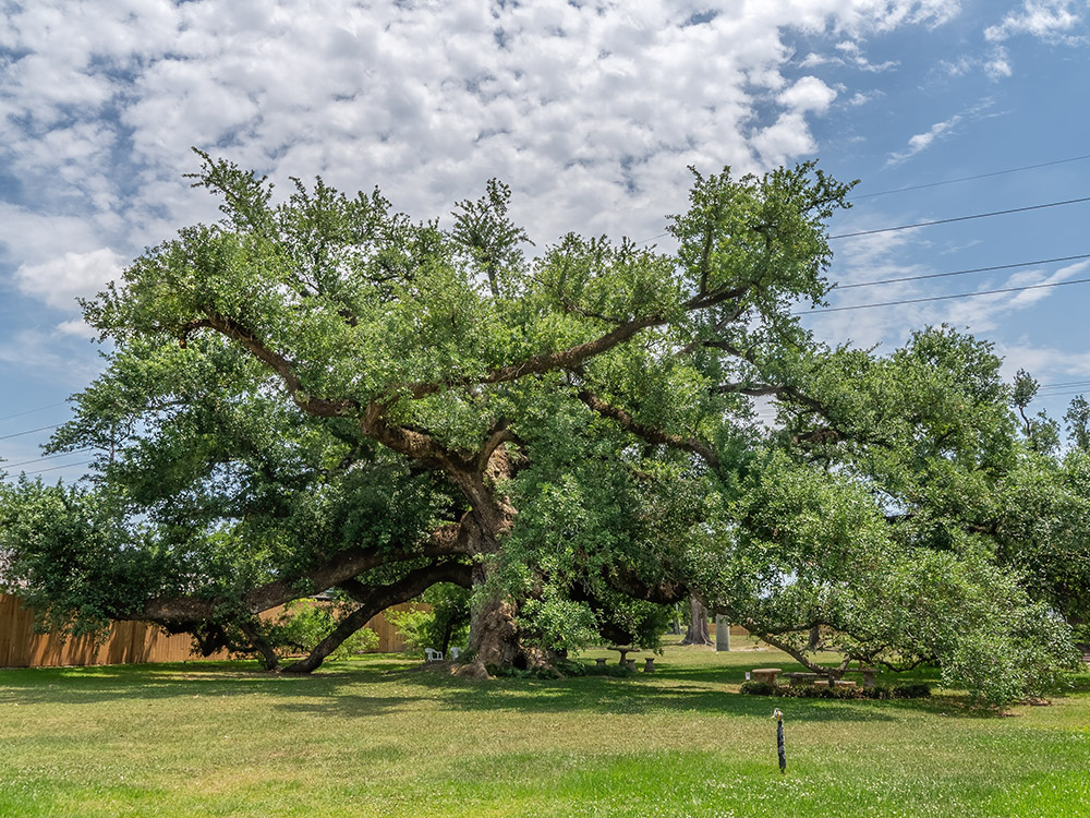 large old live oak tree under blue sky with white clouds
