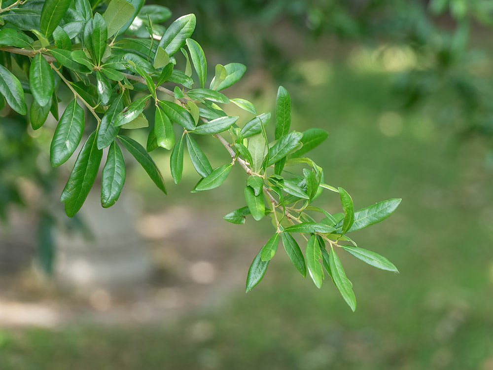 closeup of green leaves in live oak tree