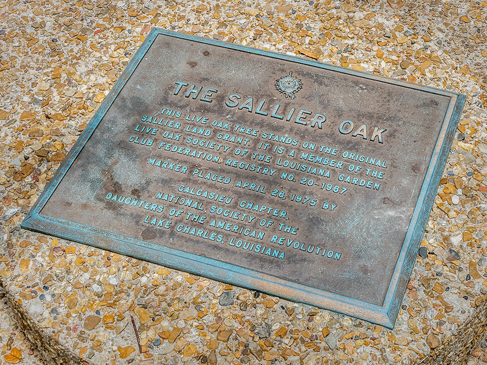 historic marker near Sallier Oak in Lake Charles