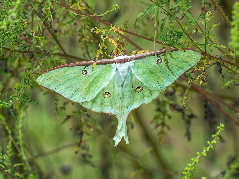 large green luna moth on twig at Allen Acres