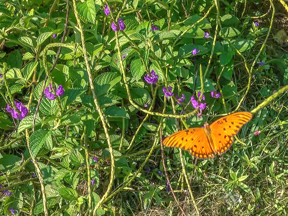 purple flowers and orange butterfly at Allen Acres