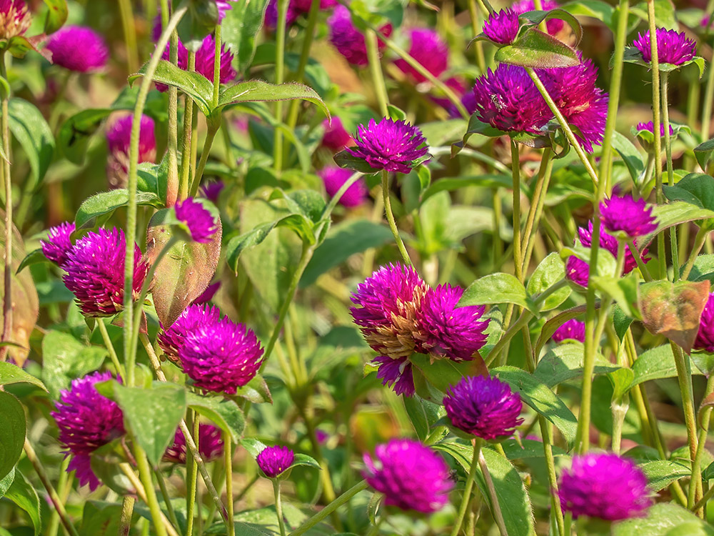 a cluster of blooming purple wildflowers at Allen Acres