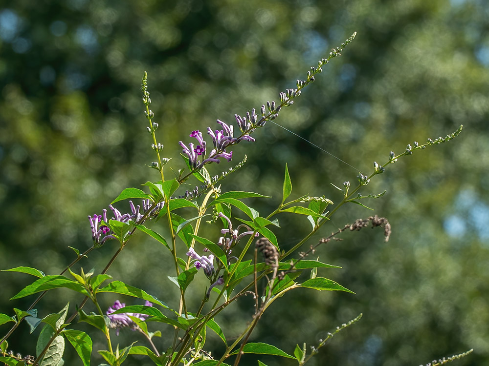 tiny purple flowers on long blooming stalks