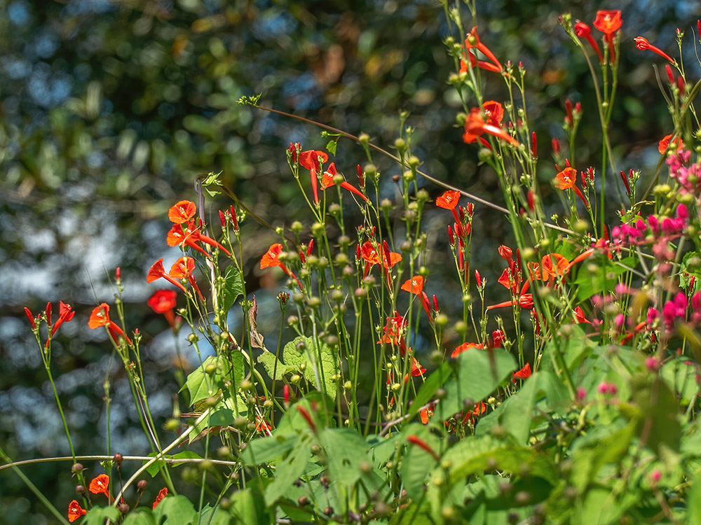 small red trumped shaped wildflowers in bloom