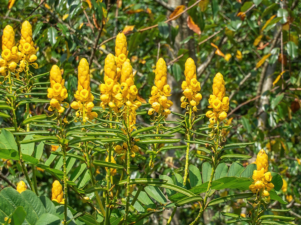 yellow wildflowers in bloom
