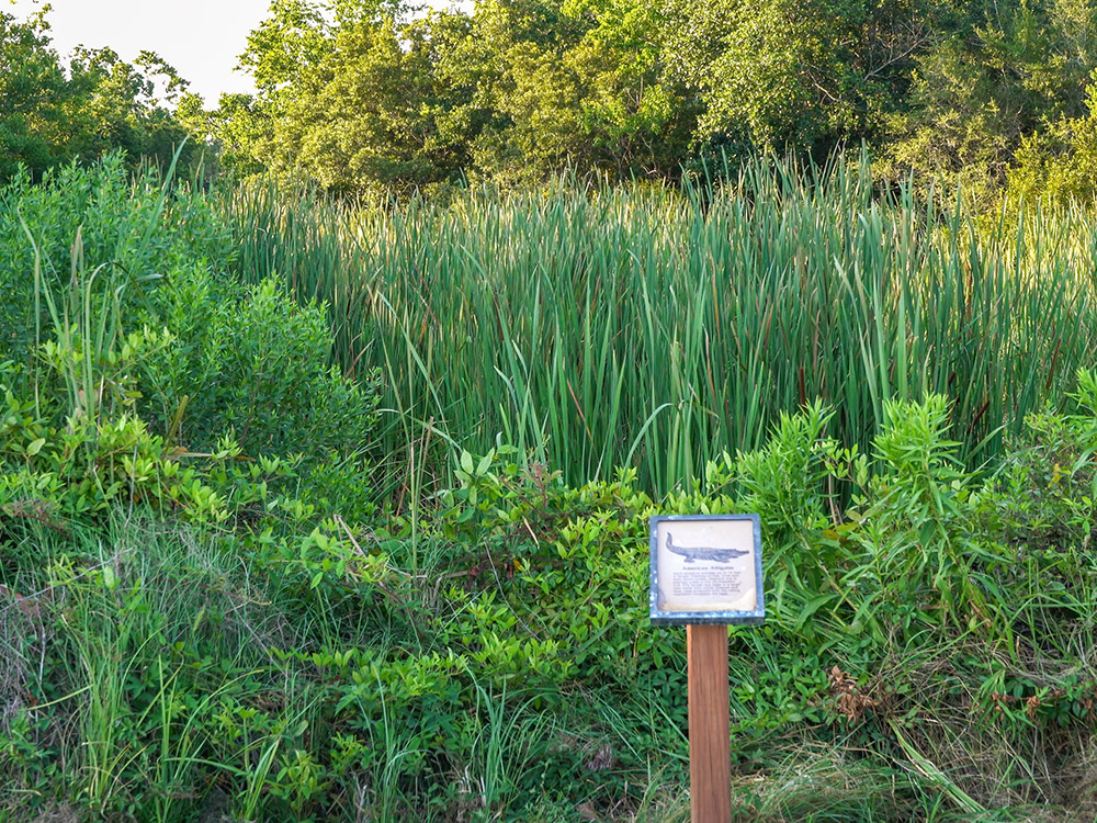 alligator warning sign along marsh nature trail