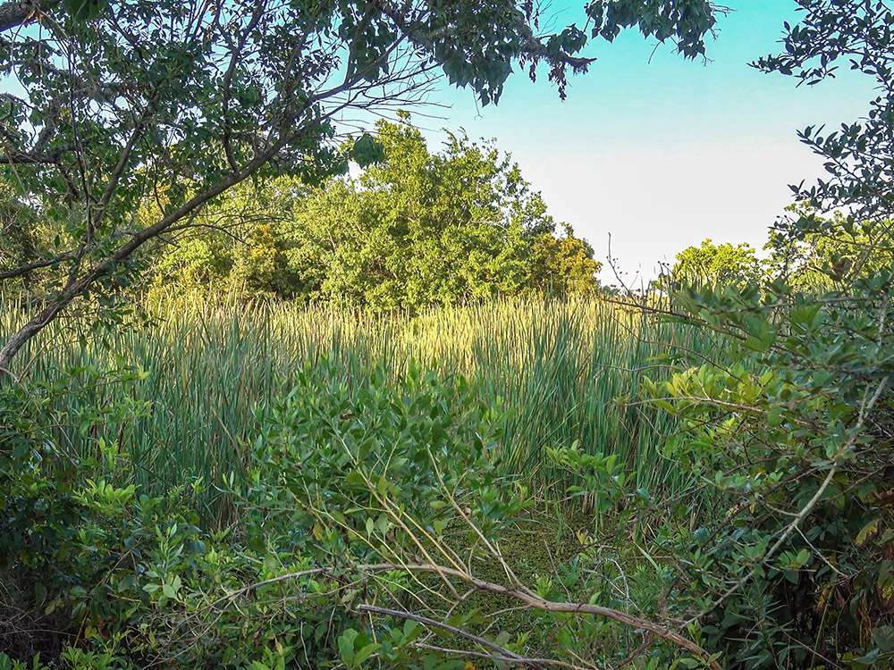 march grass and trees on nature trail