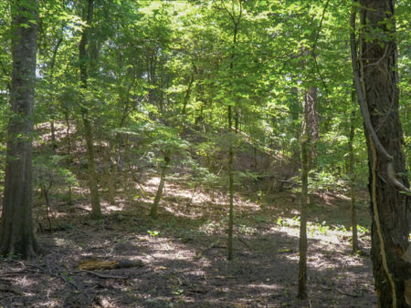 Watson Brake Louisiana's Ancient Mounds 