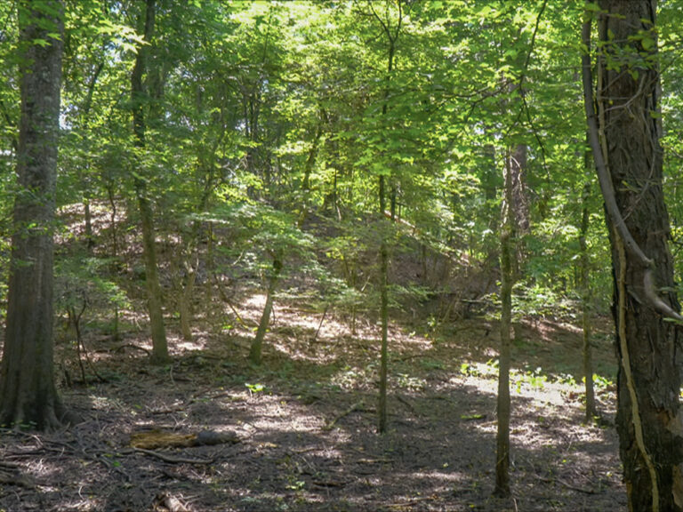 Watson Brake Louisiana's Ancient Mounds | The Heart of Louisiana