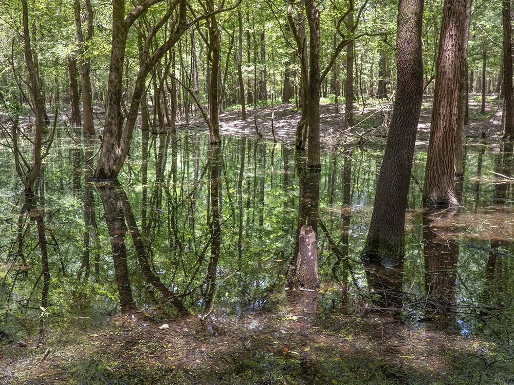 lowland stream filled with trees reflecting in the water