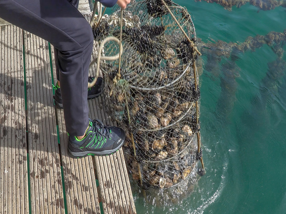 wire basket of oysters pulled out of water