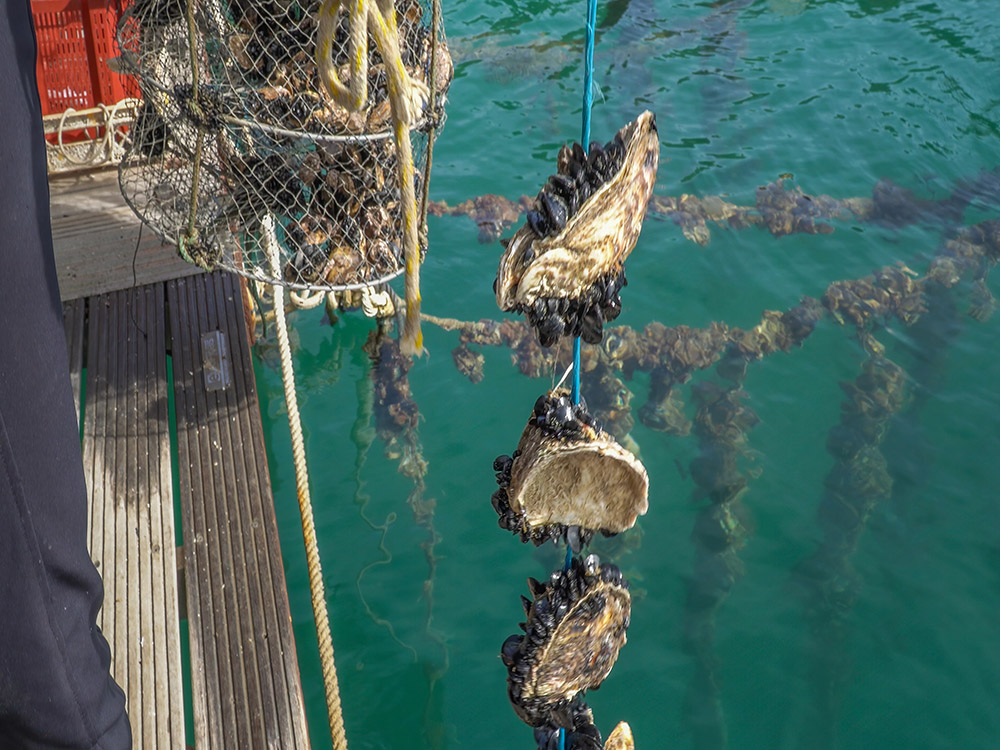 oysters attached to string at Croatian oyster farm
