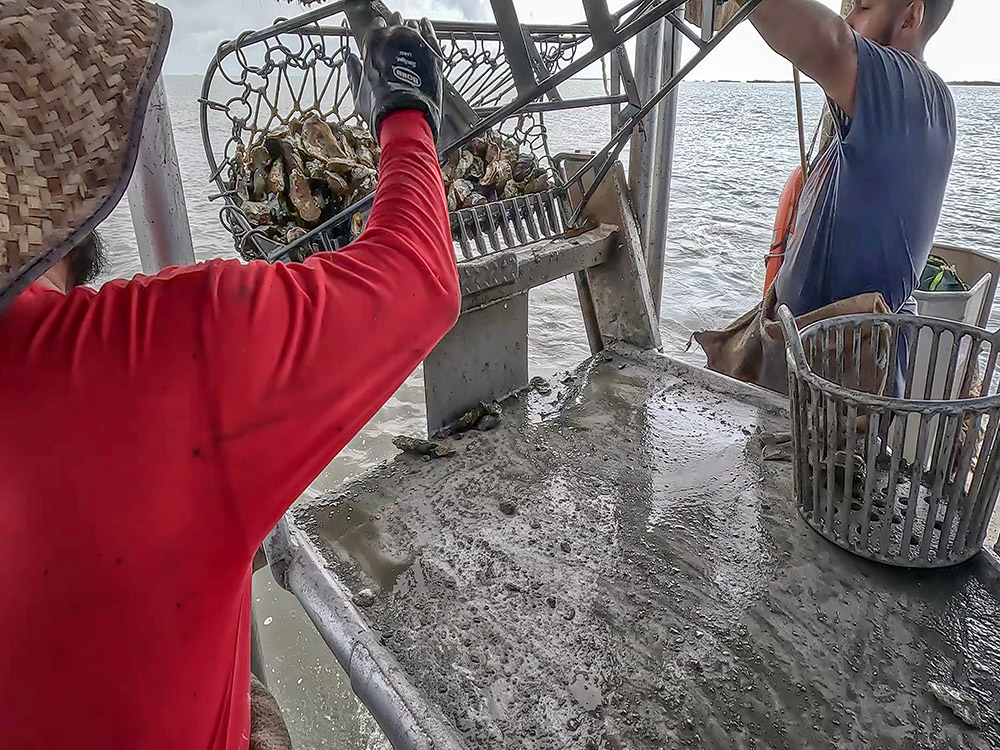 man dumps oysters from dredge on boat in Louisiana