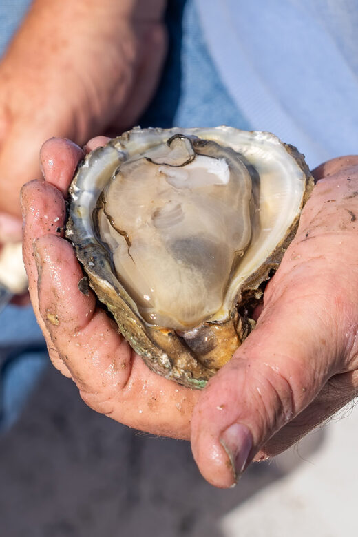 man holding oyster opened in shell