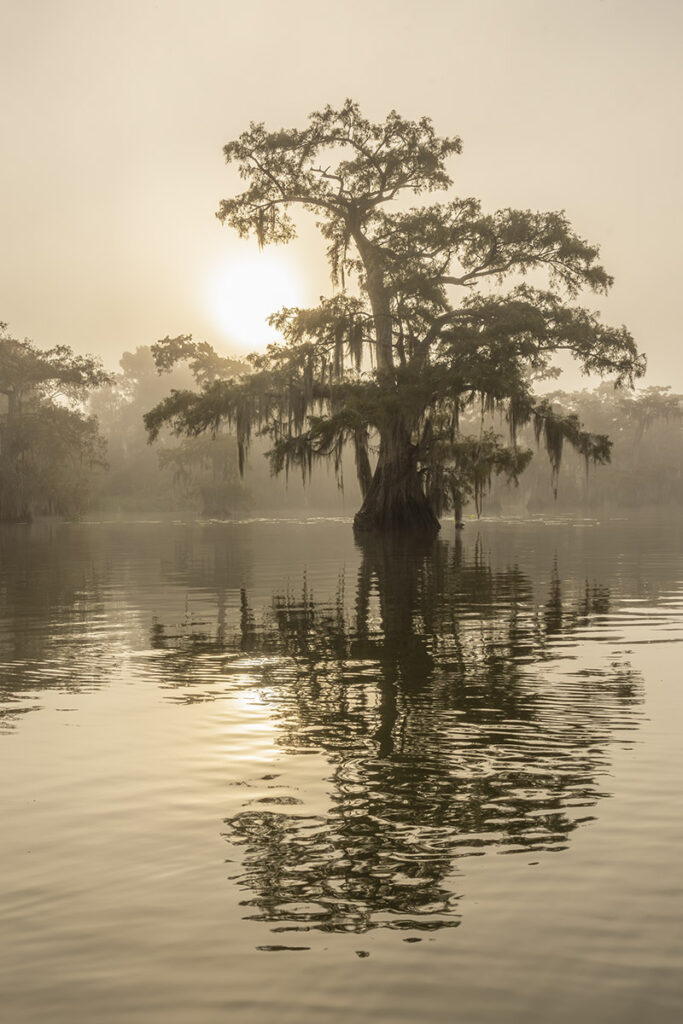 golden haze of morning fog in cypress tree filled Louisiana swamp lake