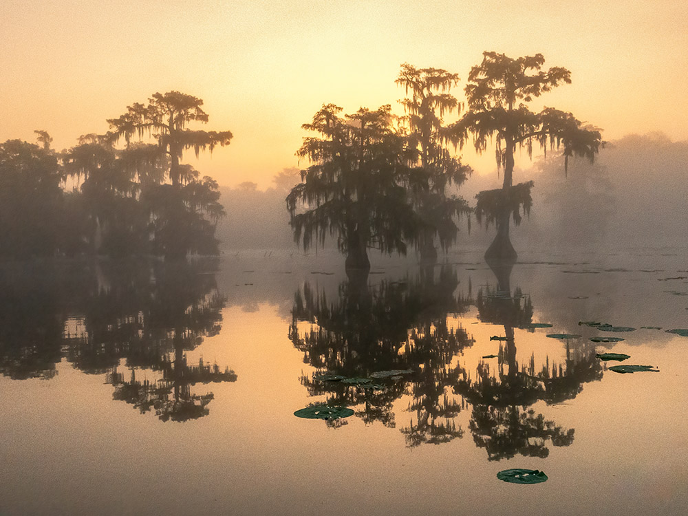 golden color at sunrise through light fog and cypress trees in lake