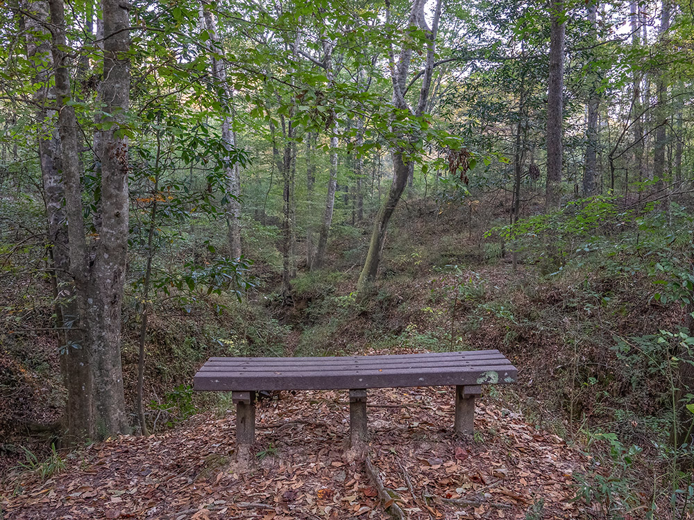 wooden bench surrounded by trees and leaves on Louisiana nature trail