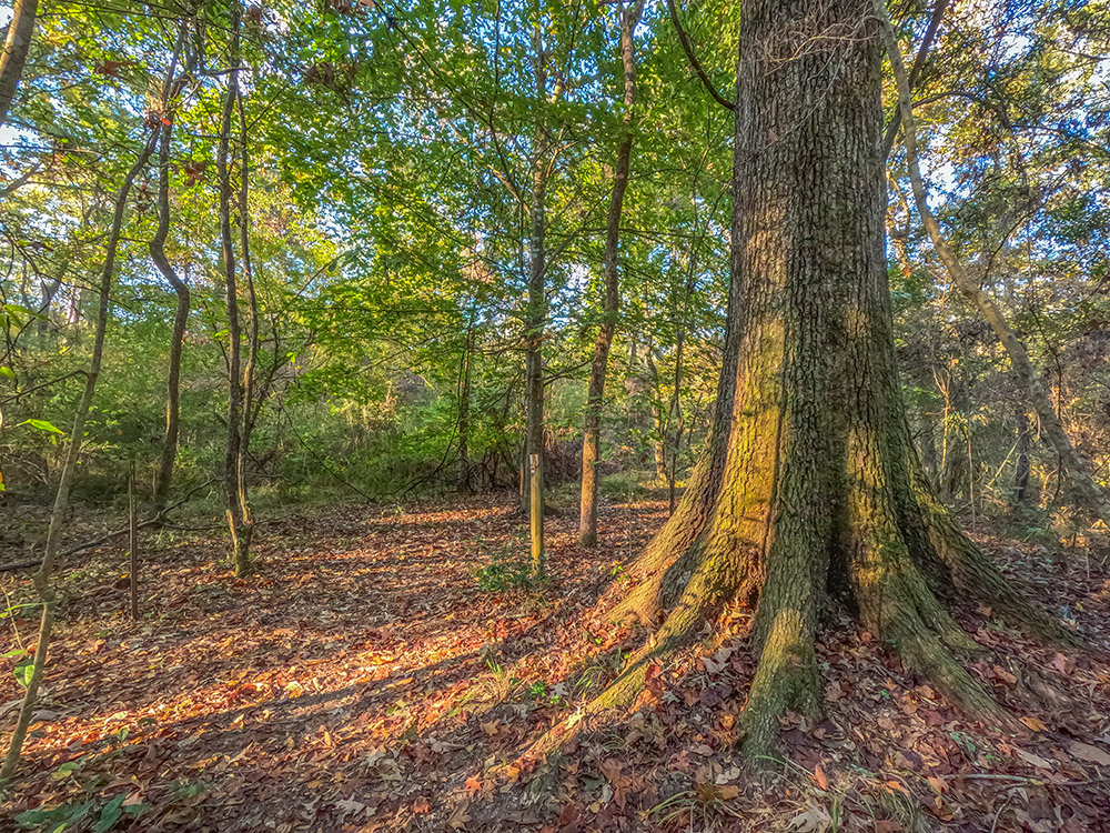 large tree trunk surrounded by sunlit leaves in forest along nature trail