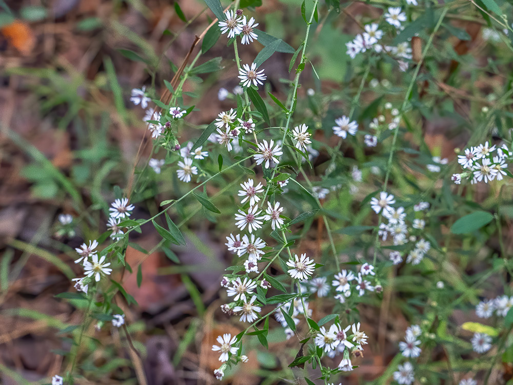 small white flowers above leaves in forest