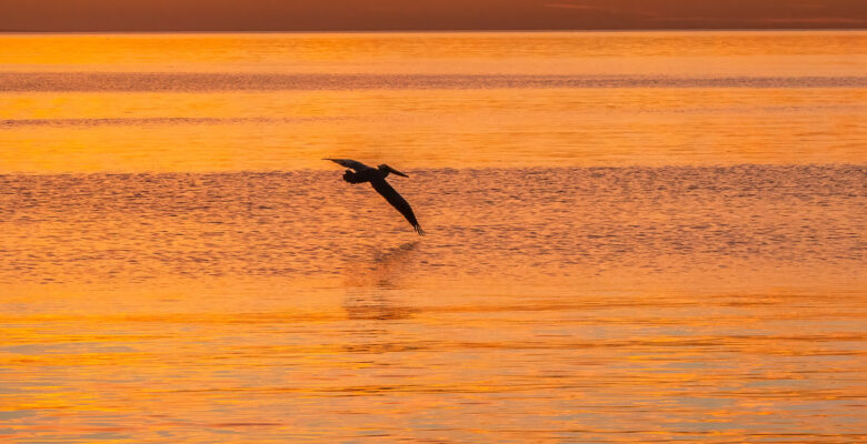 silhouette of pelican flying at sunset over water